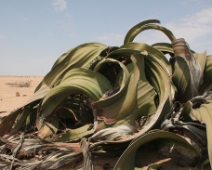 namibia_008 Welwitschia (Welwitschia mirabilis)