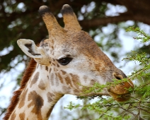 EastTsavoNP_011 Tsavo East National Park Masai giraff