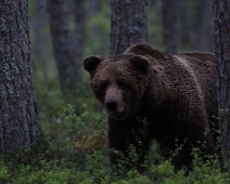 bjorn_007 Hälsingland - Brunbjörn (Ursus arctos)