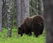 bjorn_022 Hälsingland - Brunbjörn (Ursus arctos)