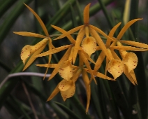 orkideerochblommor_002