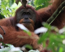 Sumatra 2011