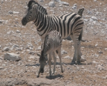 etosha_16 Burchells zebra