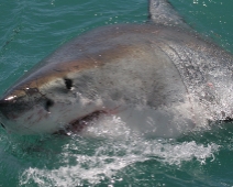 shark_005 Gansbaai - Great White Shark