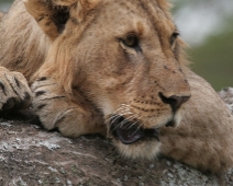 nakuru_01 Lake Nakuru National Park - Ung lejonhane på en trädgren.