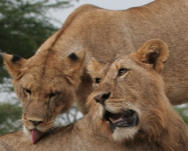 nakuru_02 Lejon i Lake Nakuru National Park, Kenya.