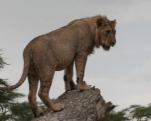 nakuru_03 Lake Nakuru National Park - Ung lejonhane på nedfallet träd.