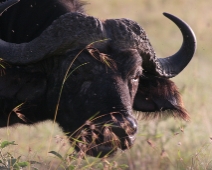 nakuru_05 Afrikansk buffel, Lake Nakuru National Park, Kenya