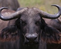 nakuru_54 Lake Nakuru National Park - Afrikansk buffel