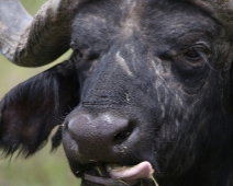 nakuru_55 Lake Nakuru National Park - Afrikansk buffel