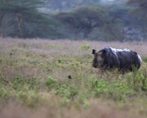 nakuru_57 Lake Nakuru National Park - Svart norshörning