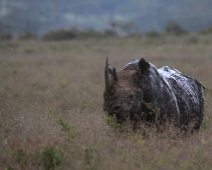 nakuru_58 Lake Nakuru National Park - Svart norshörning
