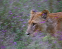 nakuru_64 Lake Nakuru National Park - En lejonina rör sig snabbt genom blommor på savannen.