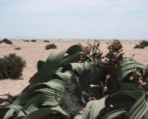 namibia_006 Welwitschia (Welwitschia mirabilis)