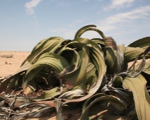 namibia_007 Welwitschia (Welwitschia mirabilis)