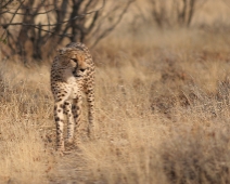 cheeta_008 Otjitotongwe Cheetha Park, Namibia.