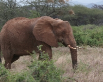 Samburu_004 Samburu National Reserve - Elefant