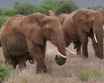 Samburu_006 Samburu National Reserve - Elefant hjord