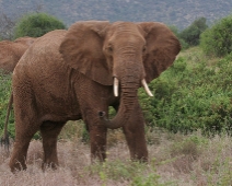 Samburu_007 Samburu National Reserve - Elefant