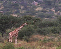 Samburu_009 Samburu National Reserve - Giraff (Giraffa camelopardalis reticulata)