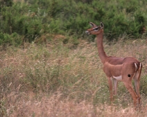 Samburu_011 Samburu National Reserve - Gerenuk