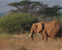 Samburu_023 Samburu National Reserve - Elefant