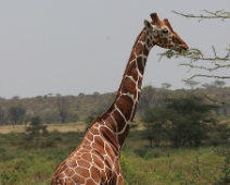 Samburu_030 Samburu National Reserve - Giraff (Giraffa camelopardalis reticulata)