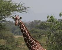 Samburu_031 Samburu National Reserve - Giraff (Giraffa camelopardalis reticulata)
