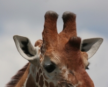 Samburu_033 Samburu National Reserve - Giraff (Giraffa camelopardalis reticulata)