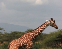 Samburu_034 Samburu National Reserve - Giraff (Giraffa camelopardalis reticulata)