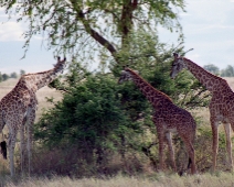serengerti_017 Giraffer - (Giraffa camelopardalis tippelskirchi)