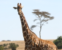 SolioGR_011 Nätgiraff (Giraffa camelopardalis reticulata)