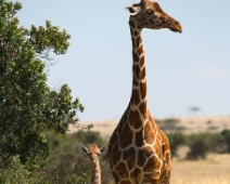 SolioGR_014 Nätgiraff (Giraffa camelopardalis reticulata)
