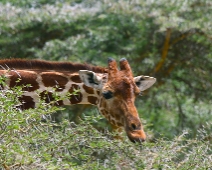 SolioGR_028 Nätgiraff (Giraffa camelopardalis reticulata)