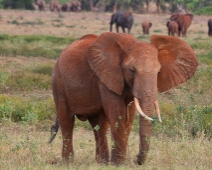EastTsavoNP_003 Tsavo East National Park En röd elefant vid Kanderi swamp.