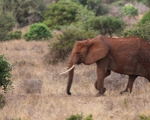 EastTsavoNP_005 Tsavo East National Park Elefant
