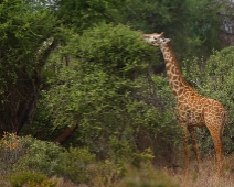 EastTsavoNP_009 Tsavo East National Park Masai giraff