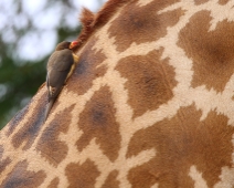 EastTsavoNP_010 Tsavo East National Park Masai giraff