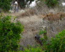 EastTsavoNP_016 Tsavo East National Park Lejon smyger sig på byte