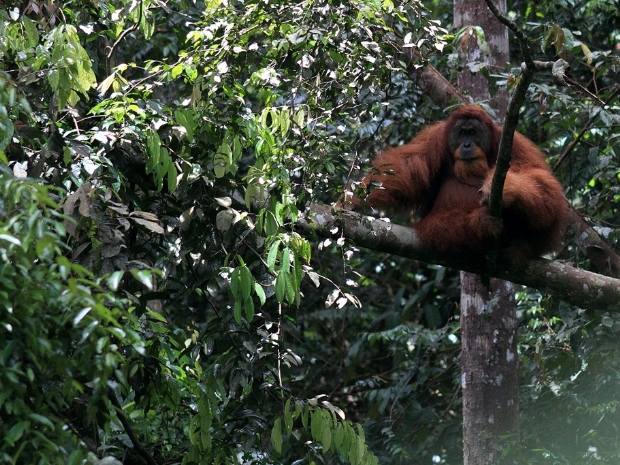 Gunung Leuser National Park