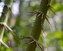 khao_sok_11a