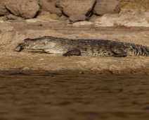 chambal_022 National Chambal Sanctuary - Sumpkrokodil intraslad i ett fiskenät
