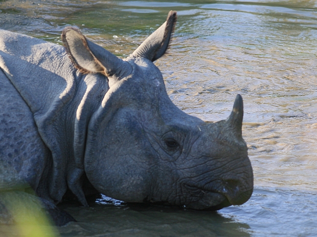 Royal Chitwan National Park