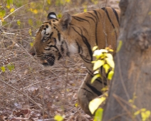 sanjay_009 Tiger T26