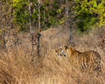 sanjay_010 Tiger T26