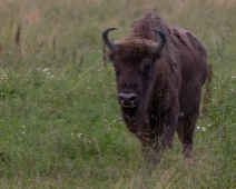 Back from Extinction - Avesta Visentpark