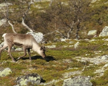 langfjellet_nr_12