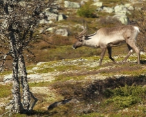 langfjellet_nr_13