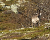 langfjellet_nr_14