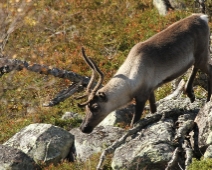 langfjellet_nr_11